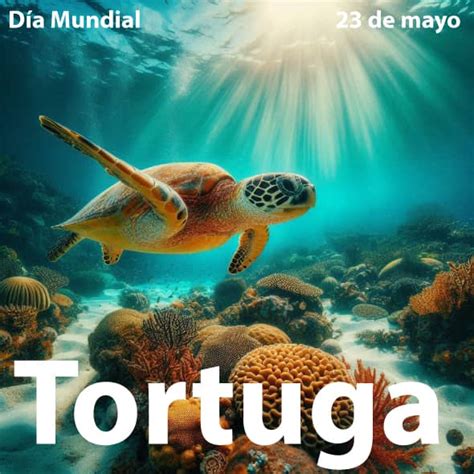 Dia Mundial De La Tortuga De Mayo D As Mundiales