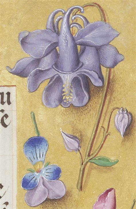 7 Favorite Flowers from Renaissance Manuscripts and Their Christian ...