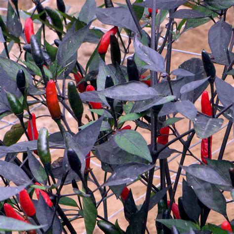 Pepper Chilli Zimbabwe Black Seeds Dobies