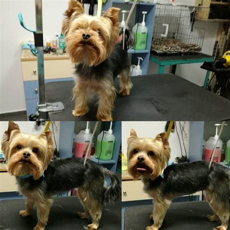 Yorkie Haircuts For Males And Females 60 Pictures Yorkielife