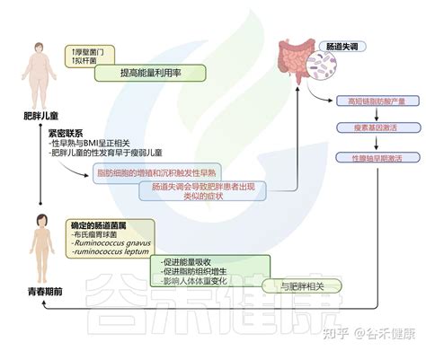 性早熟和微生物群性激素 肠道菌群轴的作用 知乎