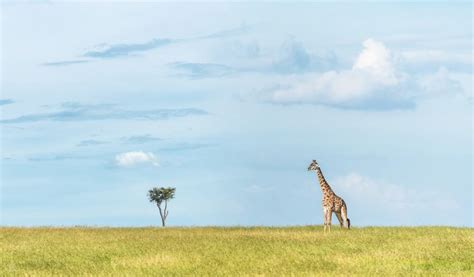 Kenya Wildlife Photography Safari Tour | Venture Photography Workshops