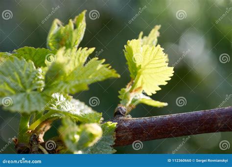 Brote De Vitis Vinifera Vid De Uva Nuevas Hojas Que Brotan Al