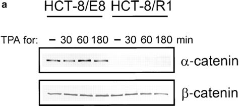 Round Cell Variants Of Hct Lack Catenin In The E Cadherin Catenin