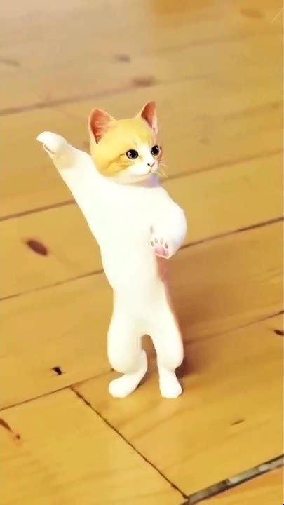 Cat Dance 🩰 Shorts Cats Catdance Youtube