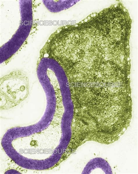 Photograph Myelinated Nerve Tem Science Source Images