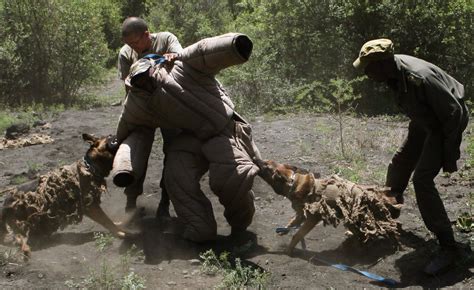 Os Cachorros Que Combatem A Ca A Ilegal Na Frica