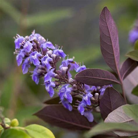 Vitex Agnus Castus Latifolia Gattilier Grandes Feuilles Aromatique