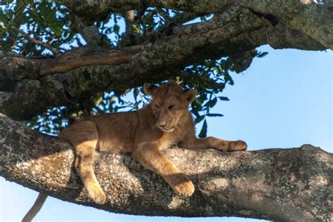 530+ Lioness Sleeping In A Tree Stock Photos, Pictures & Royalty-Free ...