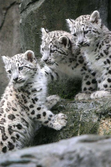 Best 43 Snow Leopard Cubs images on Pinterest | Snow leopard, Big cats ...