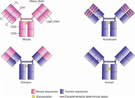 Chimeric Humanized And Fully Human Monoclonal Antibodies Download