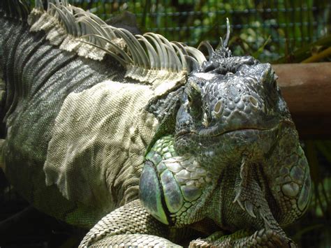 Iguana At The Panaewa Rainforest Zoo In Hawaii Rpics