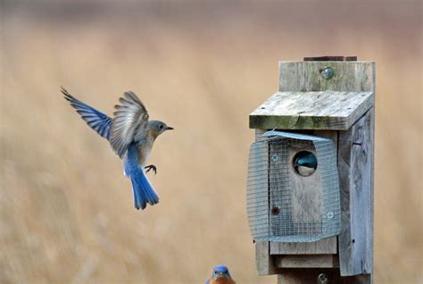 Bird Nesting - Birds and Blooms