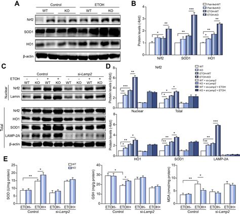 SNX10 Mediates Alcohol Induced Liver Injury And Steatosis By Regulating