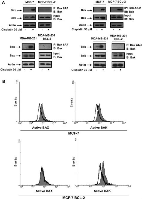 Cisplatin Selectively Activates Bak In Mcf 7 Bcl 2 Cells A Mcf 7 Download Scientific