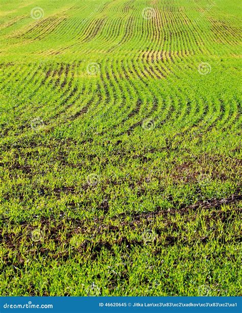 Color Photography Of Green Field Stock Image Image Of Color Biology