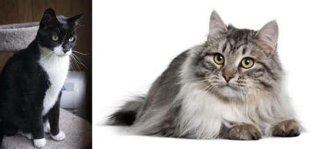 Tuxedo vs Siberian - Breed Comparison | MyCatBreeds