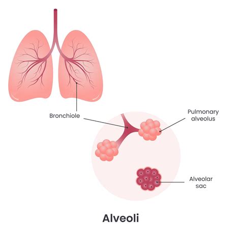 Alveolar Sac Diagram