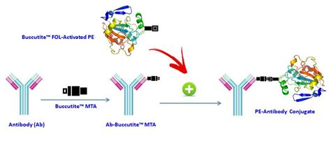 Buccutite™ Rapid Pe Cy5 5 Tandem Antibody Labeling Kit Microscale Optimized For Labeling 25 Ug