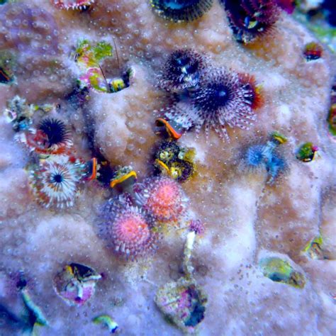 Porites Lobata Multicolor Stein Aquapro2000