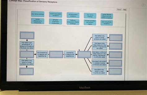 Solved Concept Map Classification Of Sensory Receptors Chegg