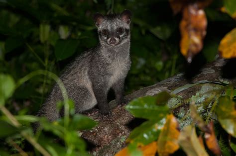 Asian Palm Civet Sean Crane Photography