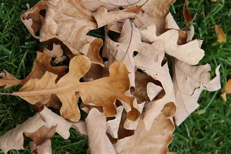 Brown Oak Leaf Free Stock Photo Public Domain Pictures