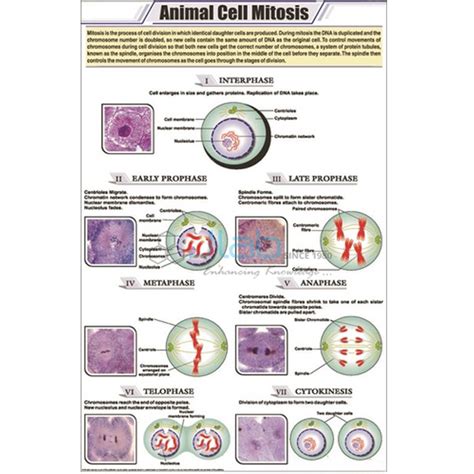 Animal Cell Mitosis Chart India, Manufacturers, Suppliers & Exporters ...