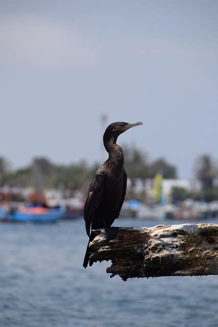 Bird Cormorant Beak Free Photo On Pixabay Pixabay