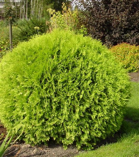 Разновидности туи - фото и название разновидностей, сортов