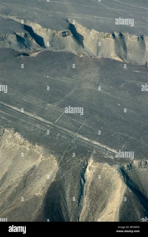 El Colibrí Geoglifo La Figura De Las Líneas De Nazca En Las Pampas De