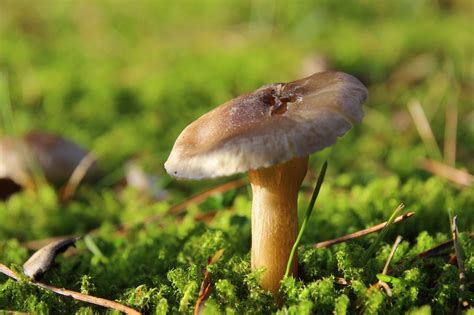 Mushroom Moss Forest Free Photo On Pixabay