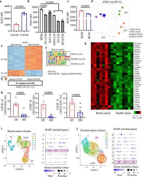 Cancer Targets Bm Csf1r⁺pax5low B Cell Precursors A C Pax5 Mfi Download Scientific Diagram