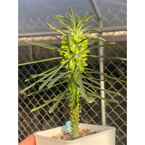 【逆鱗龍大戟】euphorbia Clandestina大戟科逆鱗龍塊根植物 蝦皮購物