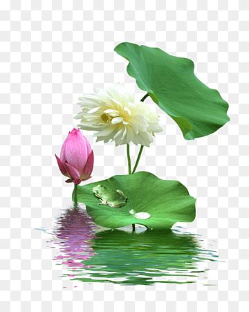 Illustration Of Lotus Flower Nelumbo Nucifera Lotus Lotus Flower