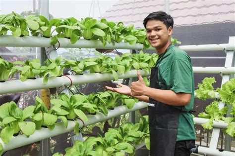 How To Grow Bok Choy Hydroponically A Step By Step Guide For Planting To Harvesting