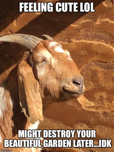 Goat Meme Feels Good