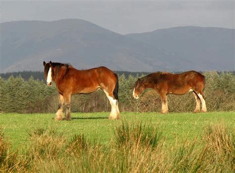 Here Are The Budweiser Clydesdales' 24 Best Super Bowl Commercials