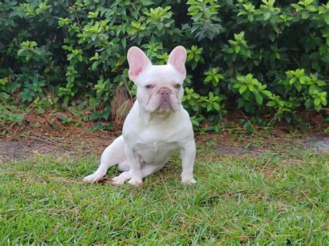 Colt - bully brand Frenchies