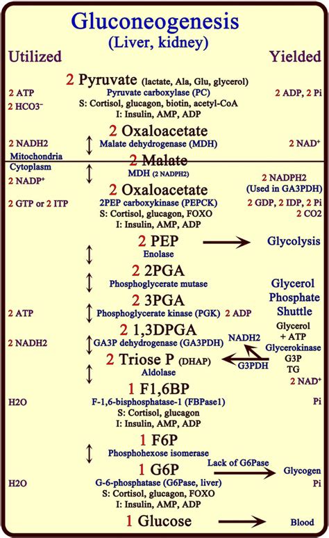 Gluconeogenesis Pathway With Structures