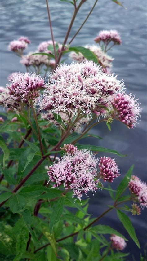 Sadziec Purpurowy Eupatorium Atropurpureum 11339396694 Oficjalne