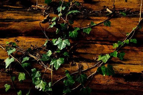 Ivy Tanaman Merambat Daun Daun Foto Gratis Di Pixabay Pixabay