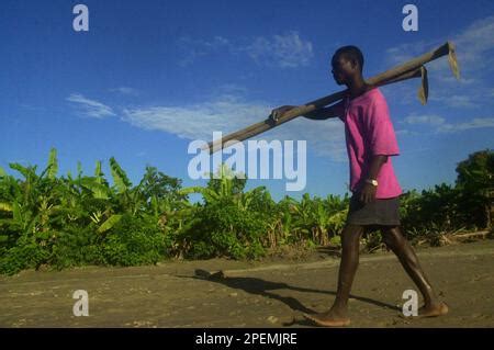 Haiti Banana Plantation Gonaives Photo Julio Etchart Stock Photo Alamy