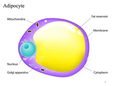 Adipose Tissue Histology Ppt