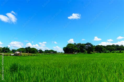 Beautiful Rural Bamboo Bridge Across The Rice Paddy Fields With Blue