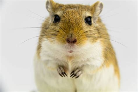 Gerbil Behavior – What is Your Gerbil Expressing? – thepetsavvy.com