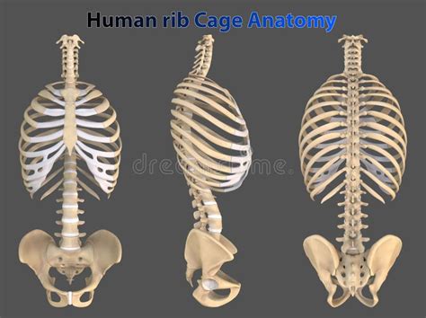 Discover The Fascinating Rib Cage Anatomy Side View Explained Click