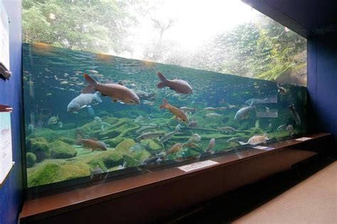 番匠おさかな館 淡水魚水族館 観光スポット 佐伯市観光ナビ