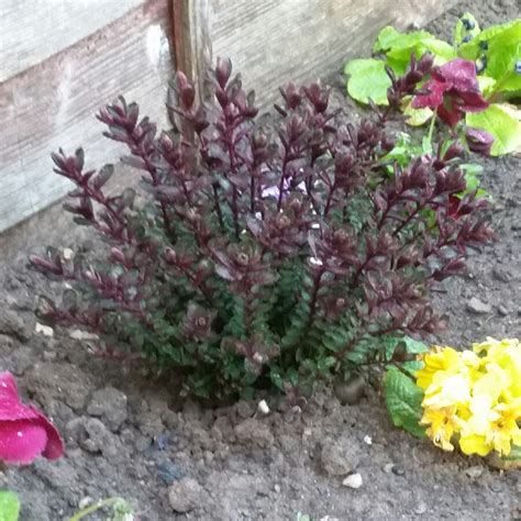 Hebe Claret Crush Shrubby Veronica Claret Crush Uploaded By