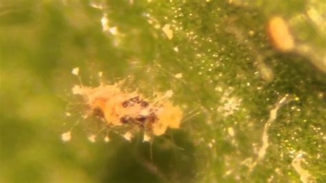 Tetranychus Urticae Mycocized By B Bassiana II YouTube